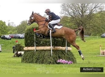 Irish Sport Horse, Gelding, 8 years, 17 hh, Chestnut