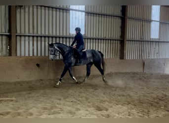 Irish Sport Horse, Gelding, 8 years, 17 hh, Grey
