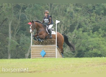 Irish Sport Horse, Gelding, 8 years, Bay