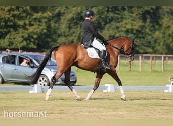 Irish Sport Horse, Gelding, 8 years, Bay