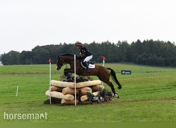 Irish Sport Horse, Gelding, 8 years, Bay