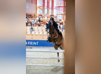 Irish Sport Horse, Gelding, 8 years, Bay