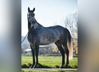Irish Sport Horse, Gelding, 8 years, Gray-Dapple