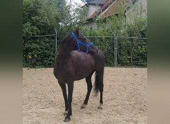 Irish Sport Horse, Gelding, 9 years, 15.2 hh, Black