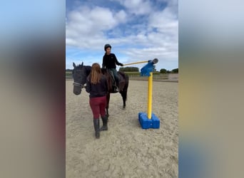 Irish Sport Horse, Gelding, 9 years, 15,2 hh, Black