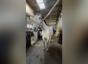 Irish Sport Horse, Gelding, 9 years, 15,2 hh, Gray