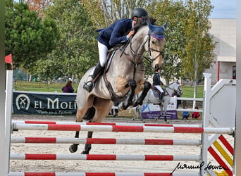 Irish Sport Horse, Wallach, 9 Jahre, 16,1 hh, Falbe