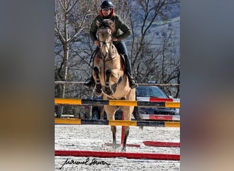 Irish Sport Horse, Wallach, 9 Jahre, 16,1 hh, Falbe