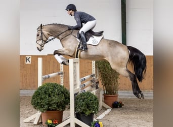 Irish Sport Horse, Wallach, 9 Jahre, 16,1 hh, Falbe