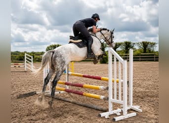 Irish Sport Horse, Gelding, 9 years, 16.1 hh, Grey