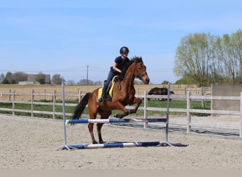 Irish Sport Horse, Gelding, 9 years, 16.2 hh, Brown