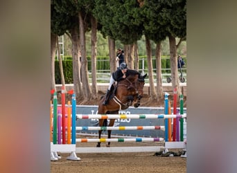 Irish Sport Horse, Gelding, 9 years, 16.2 hh, Brown