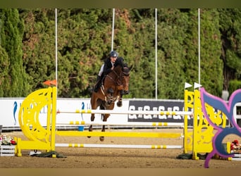 Irish Sport Horse, Gelding, 9 years, 16.2 hh, Brown