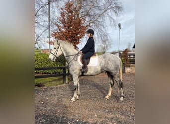 Irish Sport Horse, Gelding, 9 years, 16.2 hh, Grey