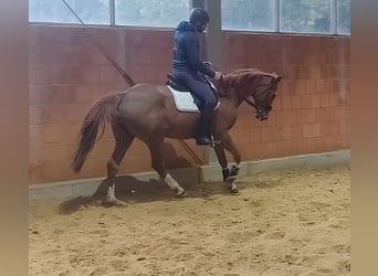 Irish Sport Horse, Gelding, 9 years, 16.3 hh, Chestnut-Red