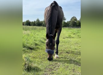 Irish Sport Horse, Gelding, 9 years, 16 hh, Bay-Dark