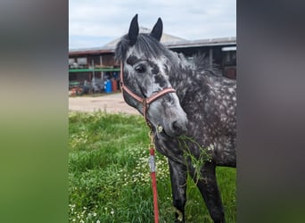 Irish Sport Horse, Gelding, 9 years, 16 hh, Grey-Dapple