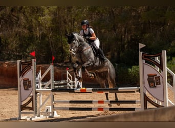 Irish Sport Horse, Gelding, 9 years, 16 hh, Grey