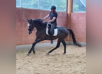 Irish Sport Horse, Gelding, 9 years, 16 hh, Smoky-Black