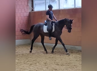 Irish Sport Horse, Gelding, 9 years, 16 hh, Smoky-Black