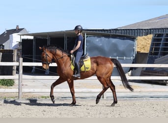 Irish Sport Horse, Gelding, 9 years, 16,2 hh, Brown