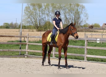 Irish Sport Horse, Gelding, 9 years, 16,2 hh, Brown