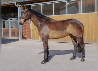 Irish Sport Horse, Gelding, 9 years, 16,2 hh, Brown