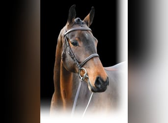 Irish Sport Horse, Gelding, 9 years, 16,2 hh, Brown