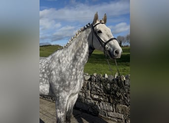 Irish Sport Horse, Gelding, 9 years, 16,2 hh, Grey