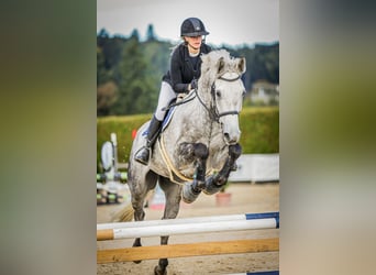Irish Sport Horse, Gelding, 9 years, 17,1 hh, Grey
