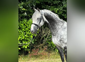 Irish Sport Horse, Hengst, 11 Jahre, 168 cm, Schimmel