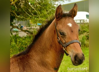 Irish sport horse, Hengst, 1 Jaar, 165 cm, Roodbruin