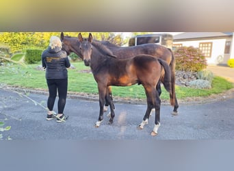 Irish sport horse, Hengst, 1 Jaar, 170 cm, Roodbruin