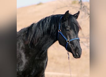 Irish sport horse, Hengst, 2 Jaar, 173 cm, Zwart