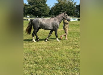 Irish Sport Horse, Hengst, 3 Jahre, Schimmel