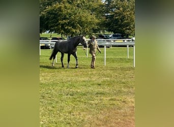 Irish Sport Horse, Hengst, 3 Jahre, Schimmel