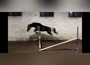 Irish Sport Horse, Hengst, 4 Jahre, 147 cm, Schecke