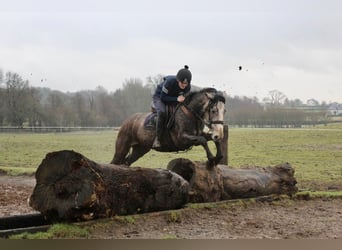 Irish Sport Horse, Hengst, 4 Jahre, 152 cm, Kann Schimmel werden