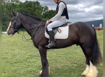 Irish sport horse, Hengst, 5 Jaar, 152 cm