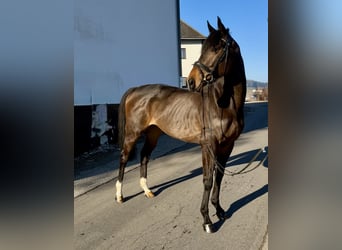 Irish sport horse, Hengst, 6 Jaar, 163 cm, Zwart