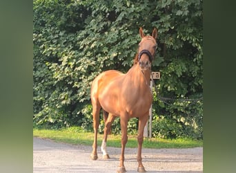 Irish Sport Horse, Hengst, 6 Jahre, 156 cm, Dunkelfuchs