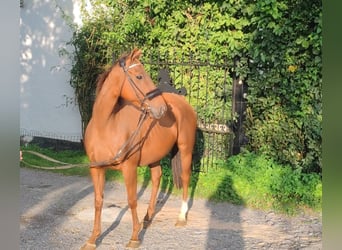 Irish Sport Horse, Hengst, 6 Jahre, 156 cm, Dunkelfuchs