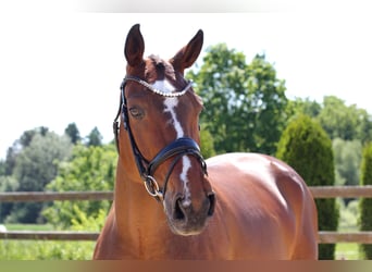Irish Sport Horse, Hengst, 7 Jahre, 168 cm, Rotbrauner