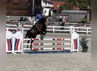 Irish Sport Horse, Hengst, 7 Jahre, 168 cm, Rotbrauner