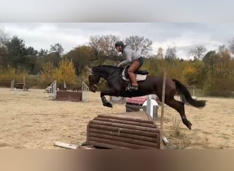 Irish Sport Horse, Hengst, 7 Jahre, 168 cm, Rotbrauner