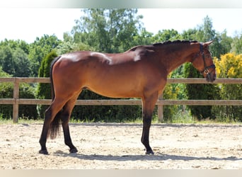 Irish Sport Horse, Hengst, 7 Jahre, 168 cm, Rotbrauner