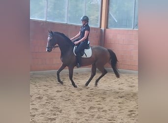 Irish Sport Horse, Hengst, 8 Jahre, 167 cm, Brauner