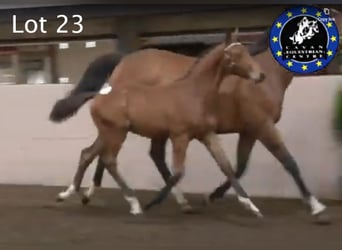 Irish Sport Horse, Hengst, Fohlen (04/2025), 167 cm, Rotbrauner
