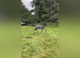 Irish Sport Horse, Hengst, Fohlen (05/2023), 170 cm, Schimmel