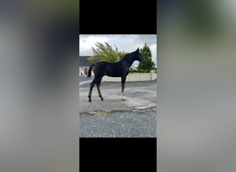 Irish Sport Horse Mix, Hengst, Fohlen (04/2023), 173 cm, Rotbrauner